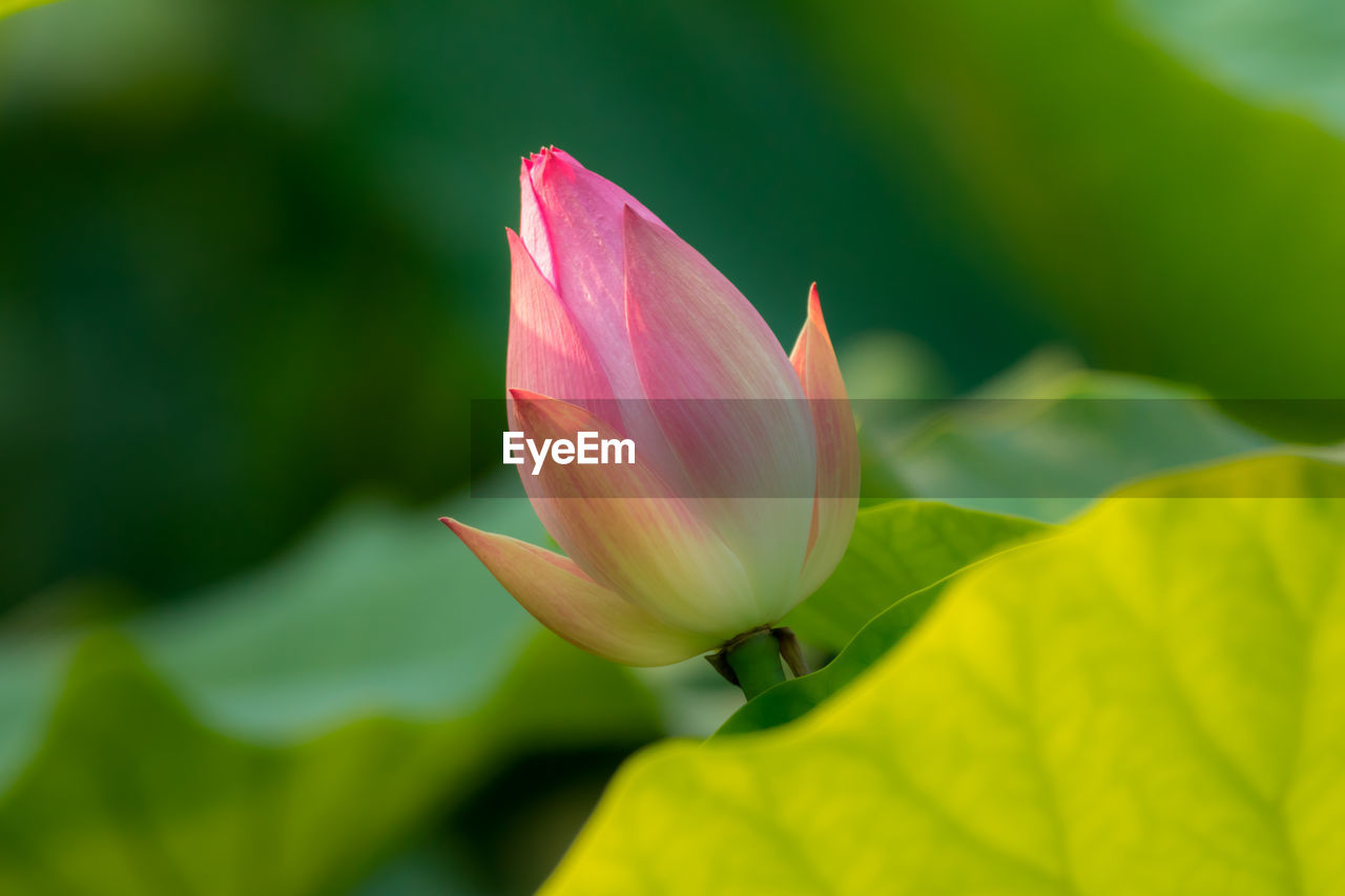 Close-up of pink lotus water lily growing amidst leaves