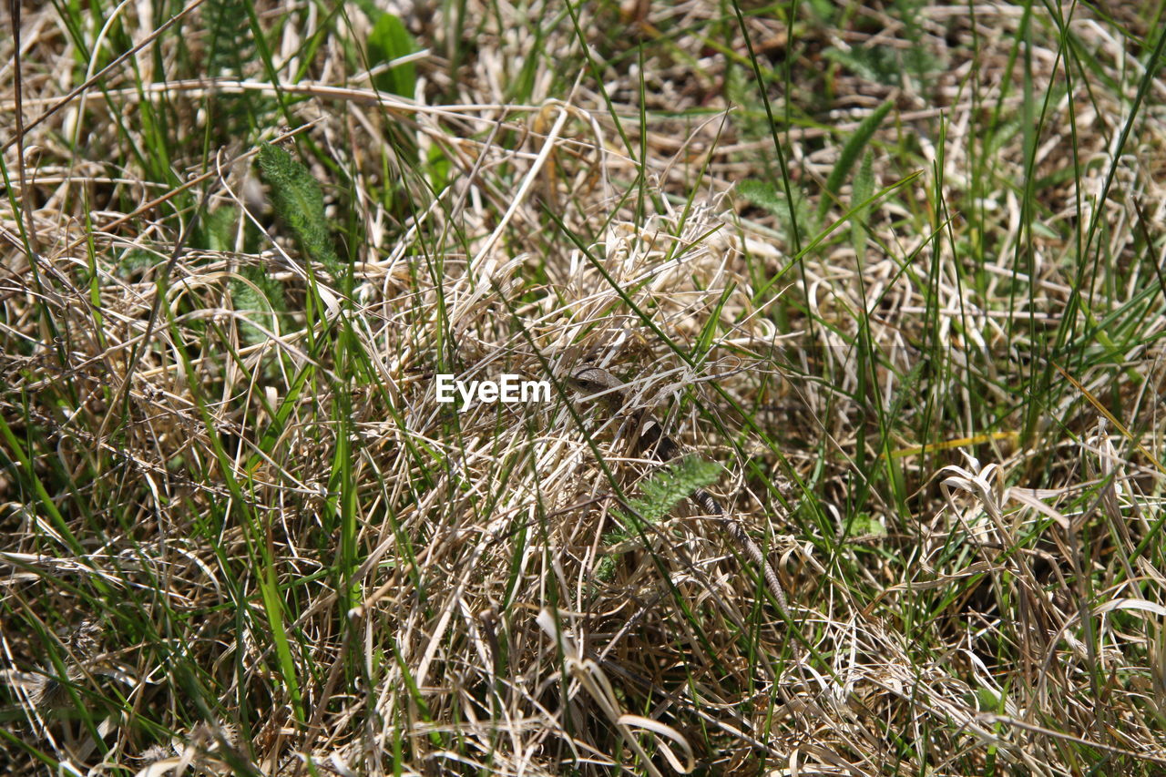 VIEW OF GRASSY FIELD
