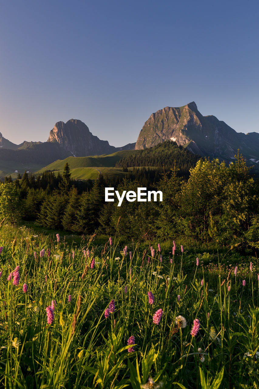 Scenic view of flowering plants on field against sky