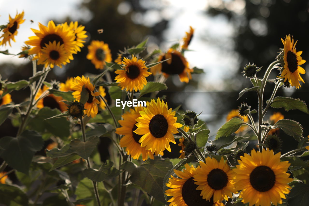 CLOSE-UP OF SUNFLOWERS ON FLOWERING PLANTS