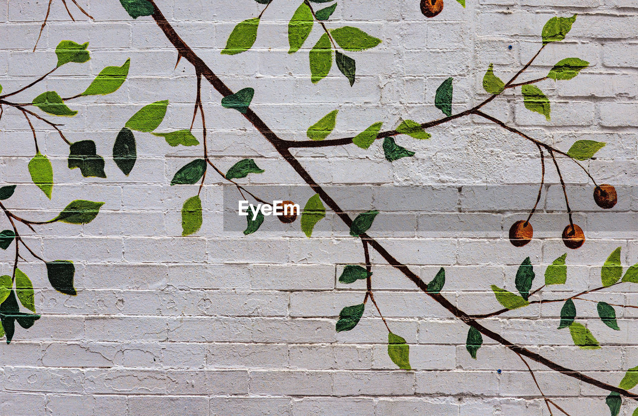 branch, leaf, plant part, plant, tree, nature, growth, no people, green, day, outdoors, produce, food, twig, wall - building feature, fruit, flower, wood, food and drink, freshness, beauty in nature, close-up, sunlight