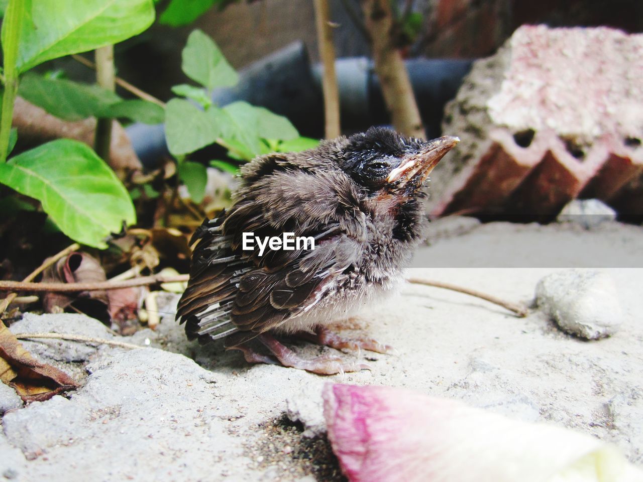 CLOSE-UP OF BIRD PERCHING ON PLANTS