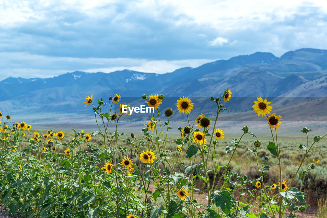 Scenic view of sunflower field against cloudy sky