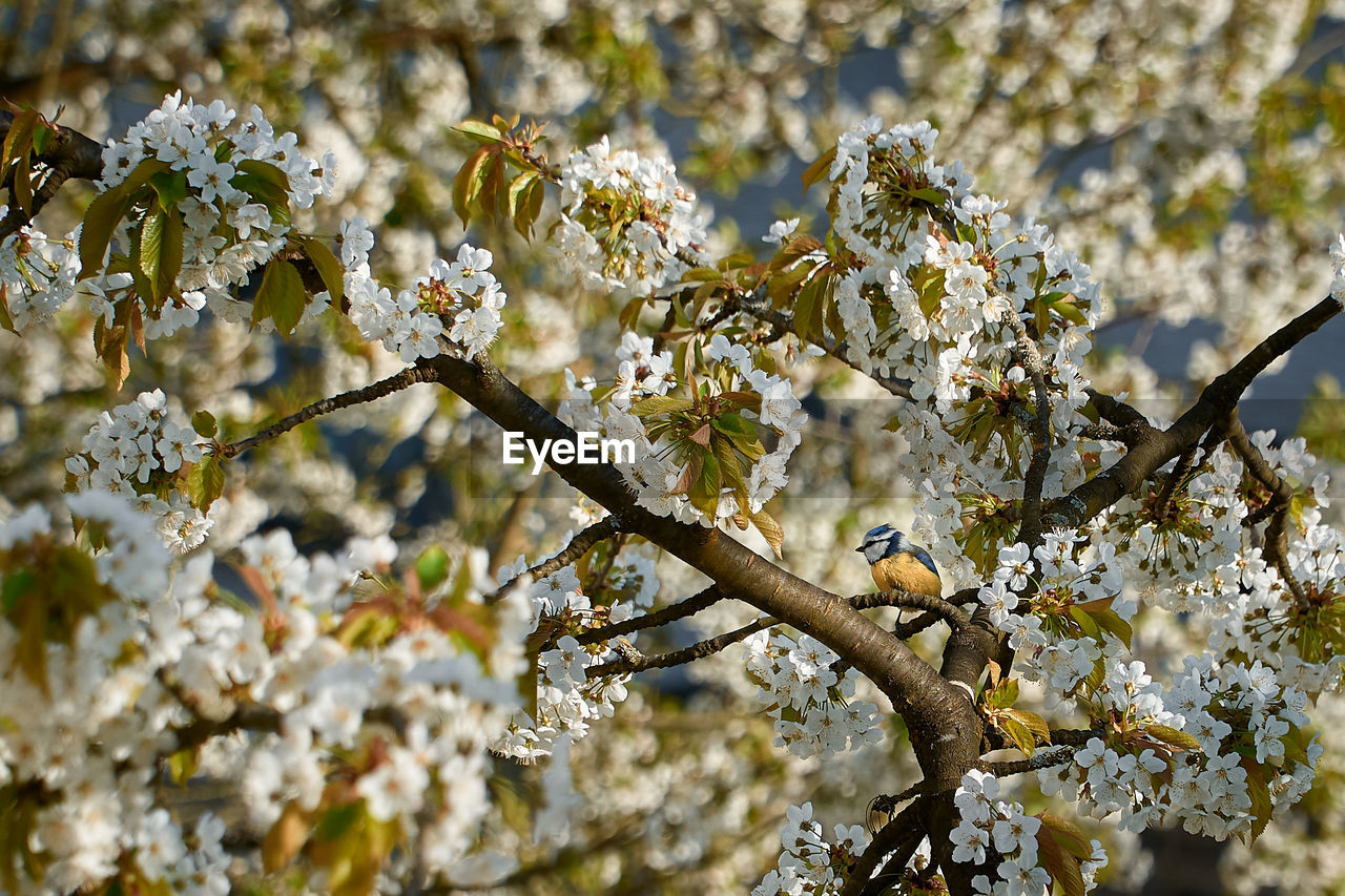 VIEW OF CHERRY BLOSSOM