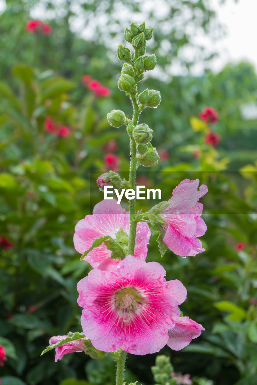 Close-up of pink flower