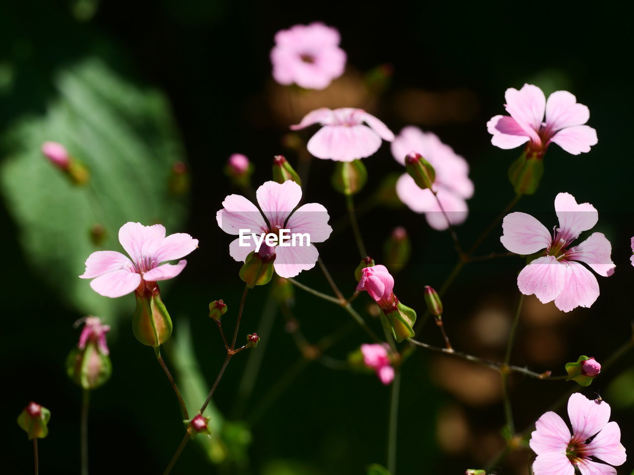 close-up of white flowering plant