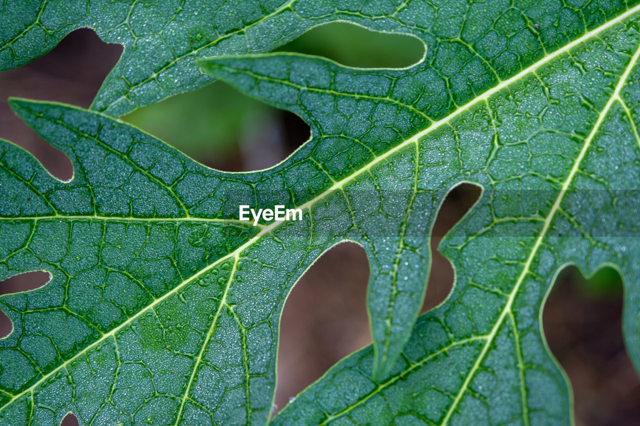 High angle view of leaves