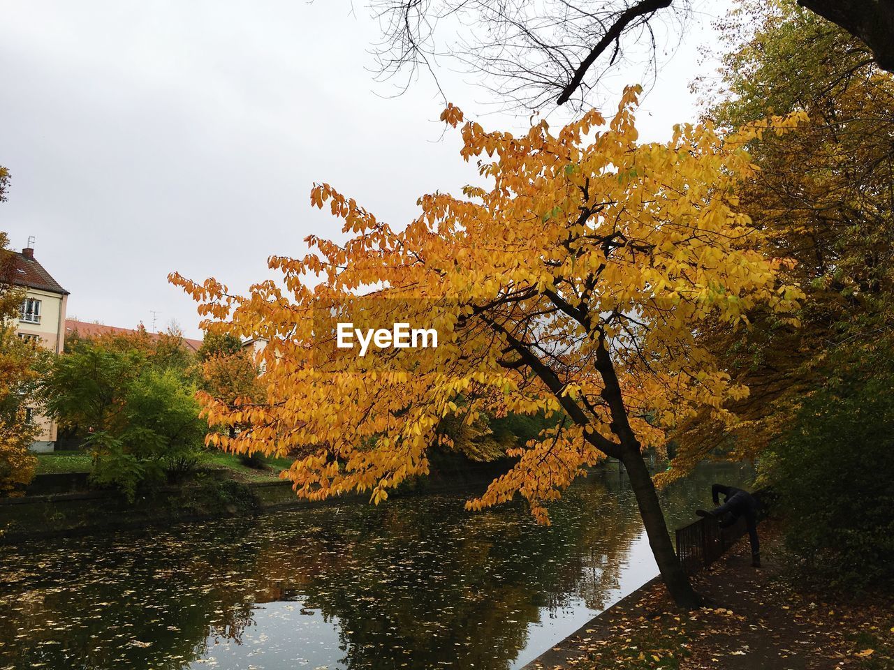 VIEW OF AUTUMNAL TREES IN PARK