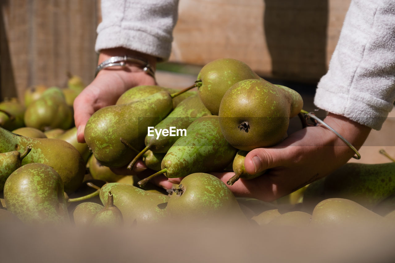 Close-up of hands holding pears - fruit picking