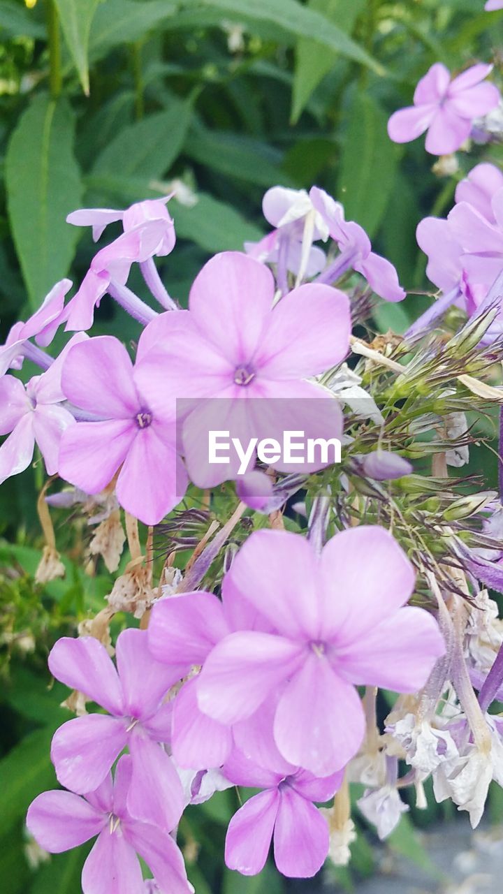 Close-up of pink flowers blooming in park