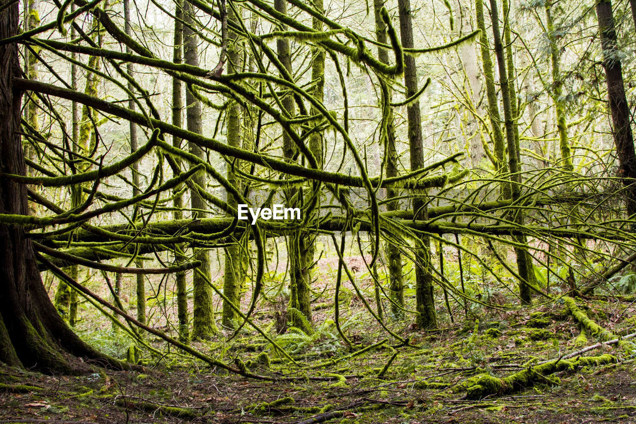 View of trees in forest