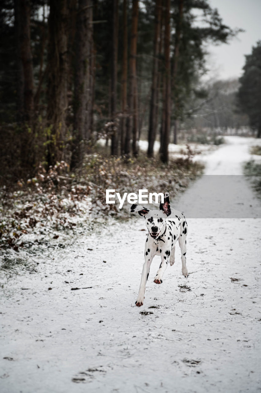 winter, tree, dog, forest, snow, land, nature, plant, pet, animal, animal themes, canine, day, one animal, mammal, no people, environment, cold temperature, outdoors, dalmatian, domestic animals, non-urban scene, woodland, beauty in nature, water, landscape, full length