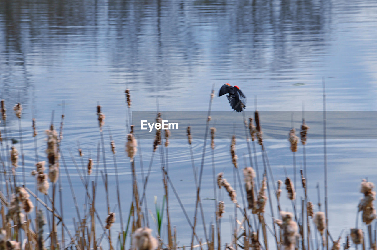 BIRD FLYING OVER LAKE