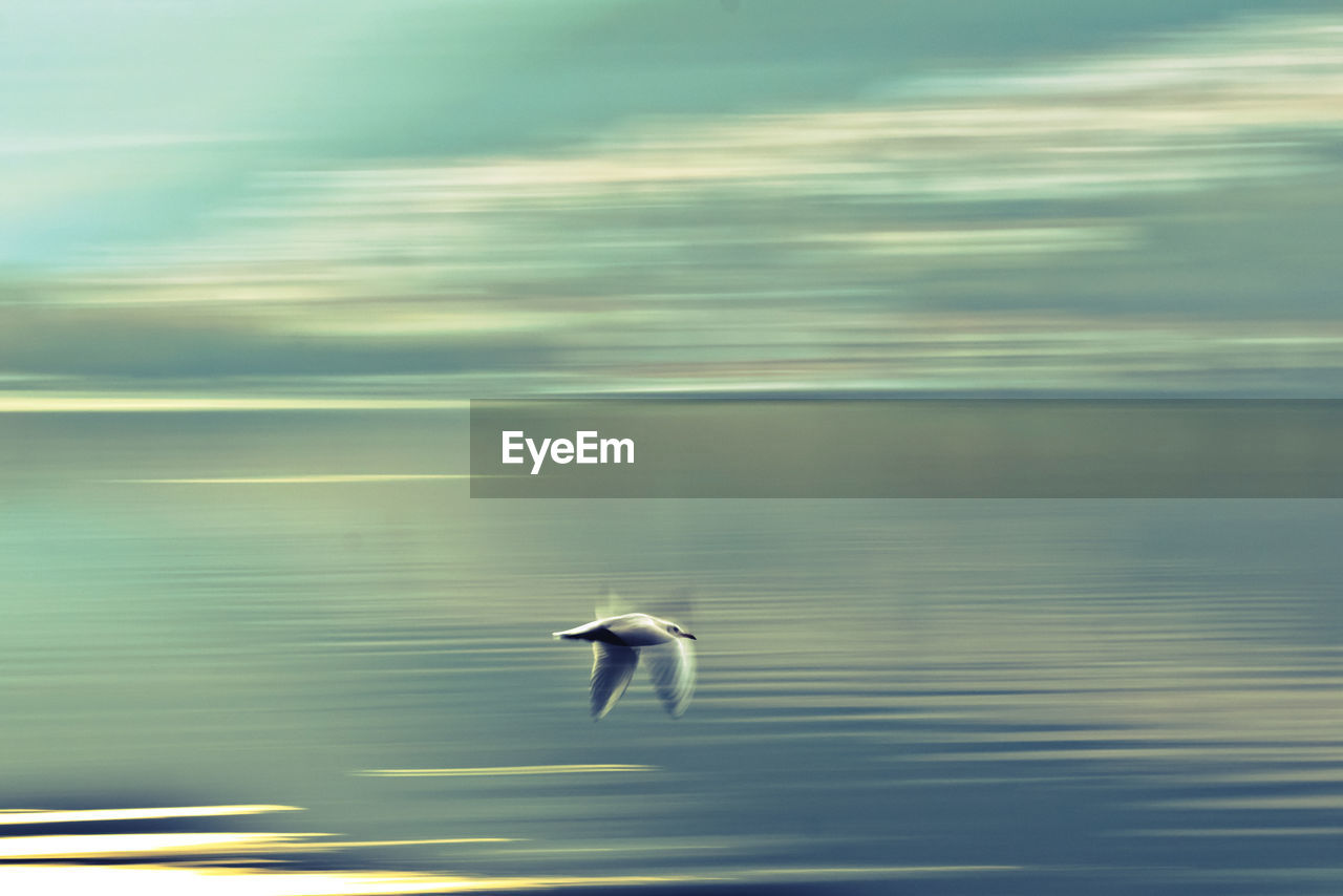 Bird flying over sea against sky