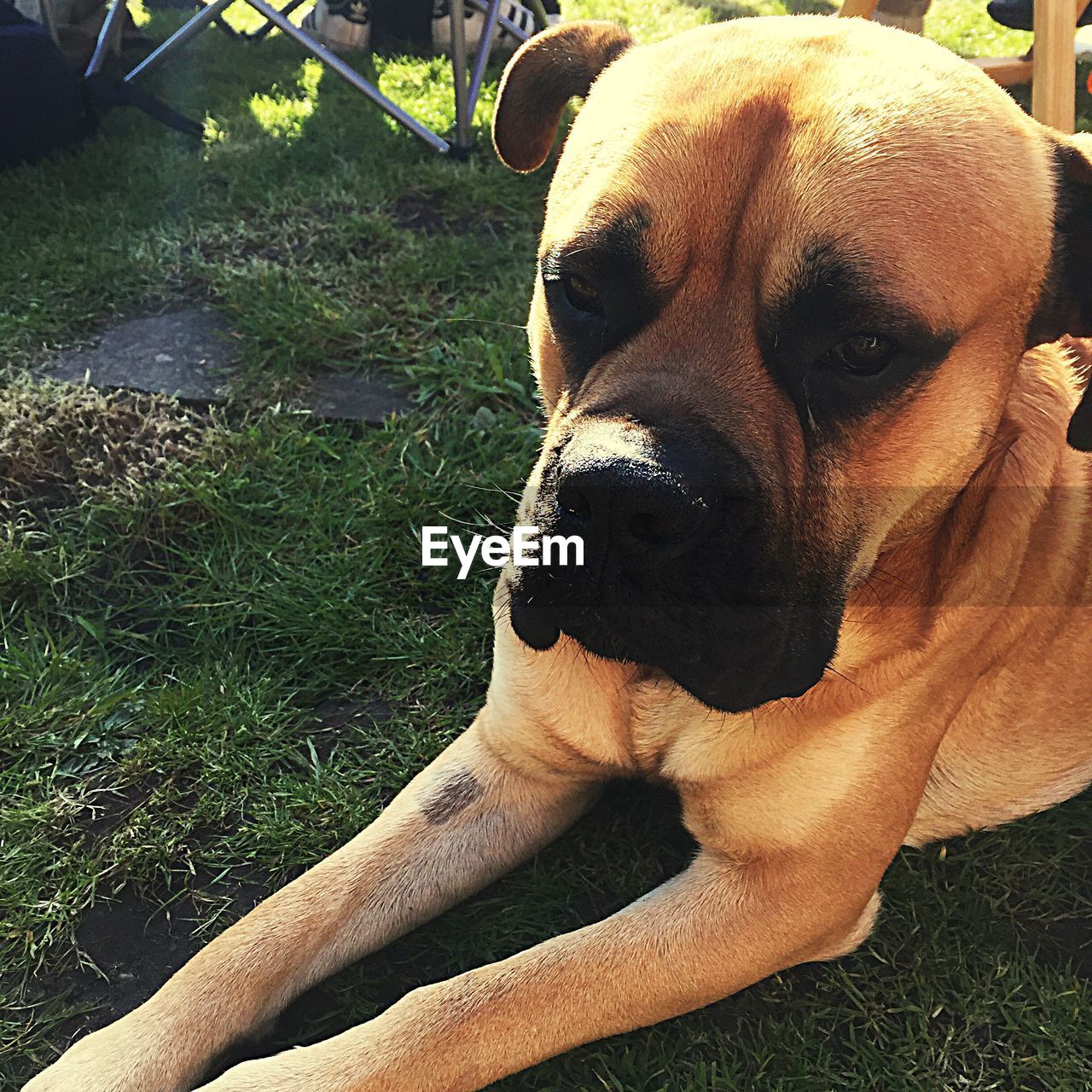 CLOSE-UP OF DOG RESTING ON GRASS