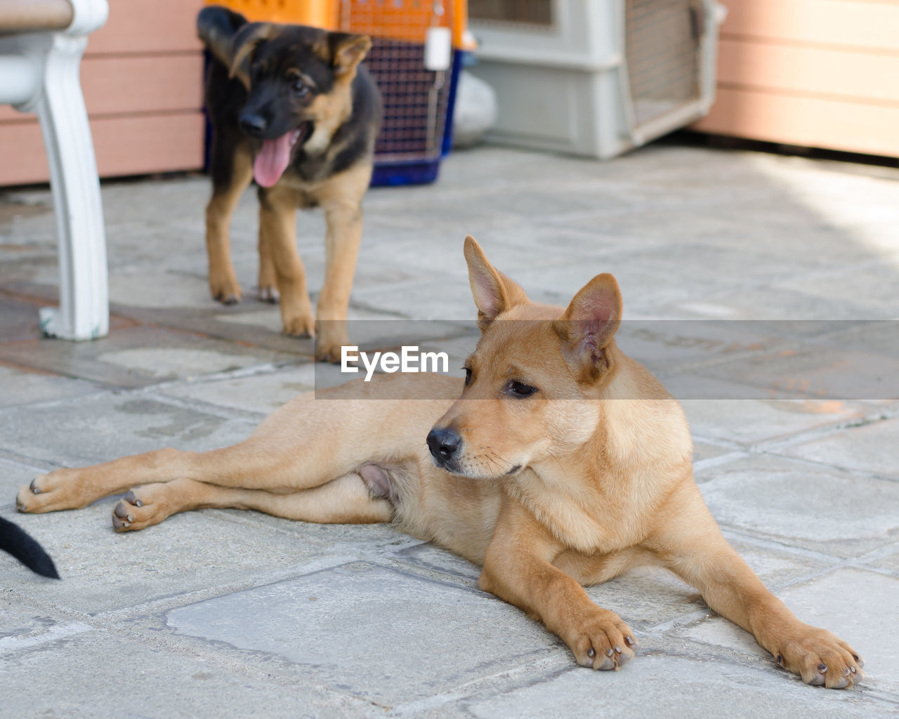 Portrait of dog sitting outdoors