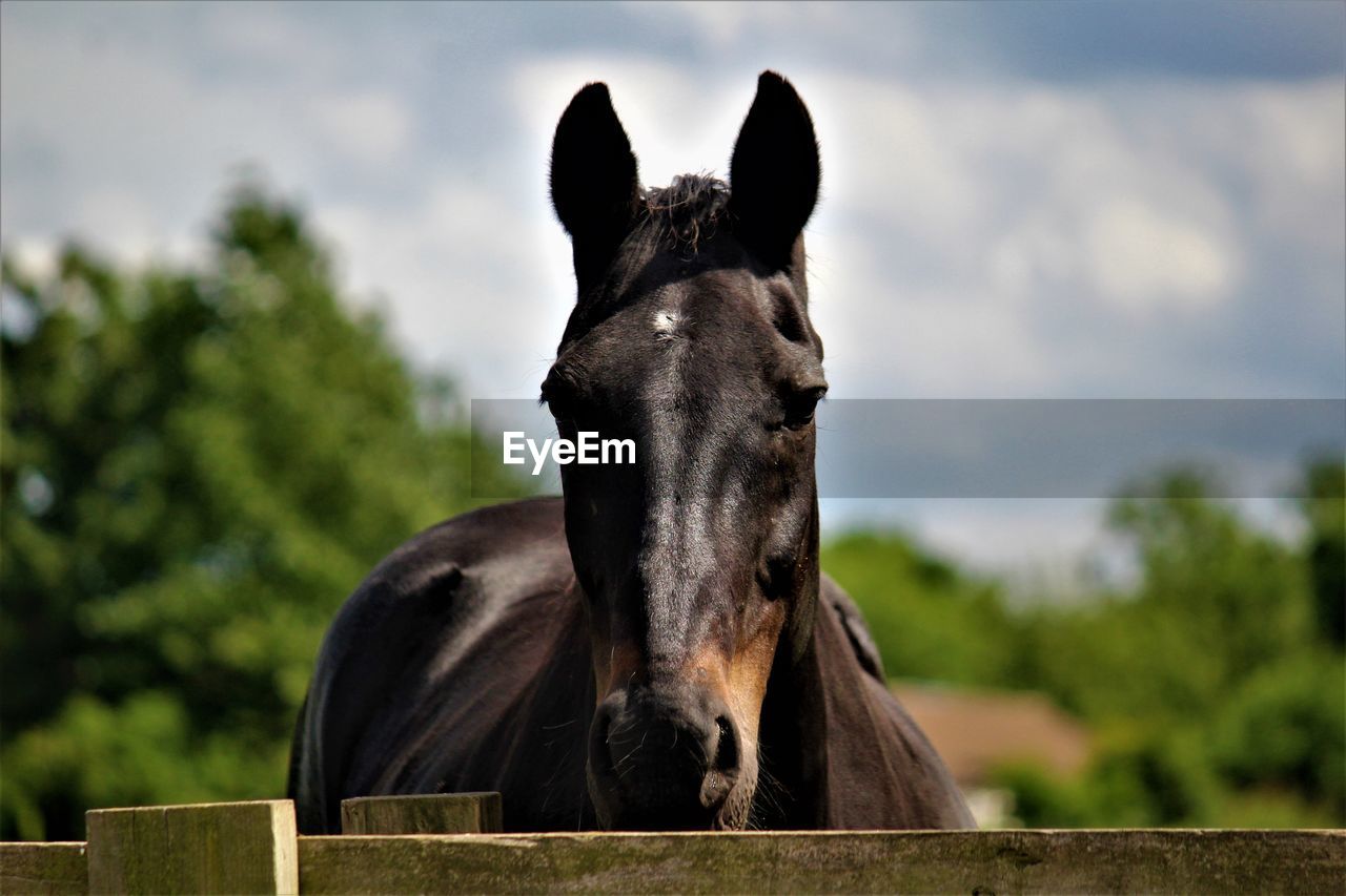 animal themes, animal, mammal, horse, domestic animals, one animal, animal wildlife, pet, stallion, livestock, fence, animal body part, portrait, nature, mare, animal head, no people, sky, mane, outdoors, day, farm, cloud, focus on foreground, looking at camera, working animal, black, mustang horse, plant, brown