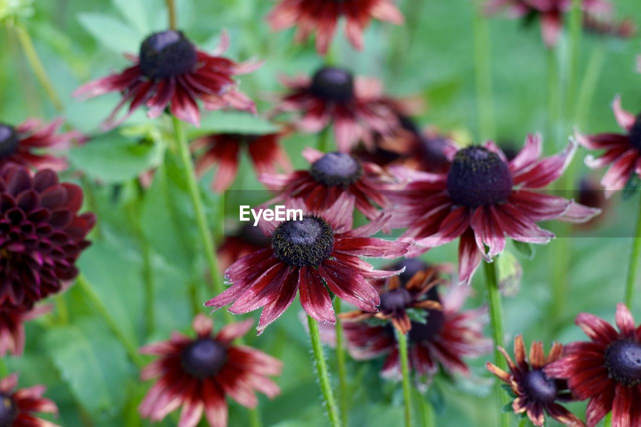 Close-up of flowering plants