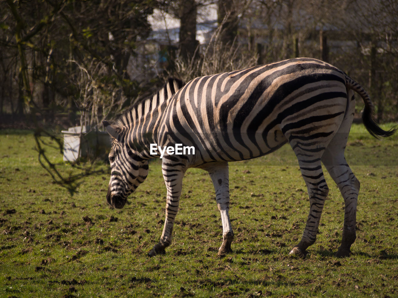 ZEBRA STANDING ON FIELD