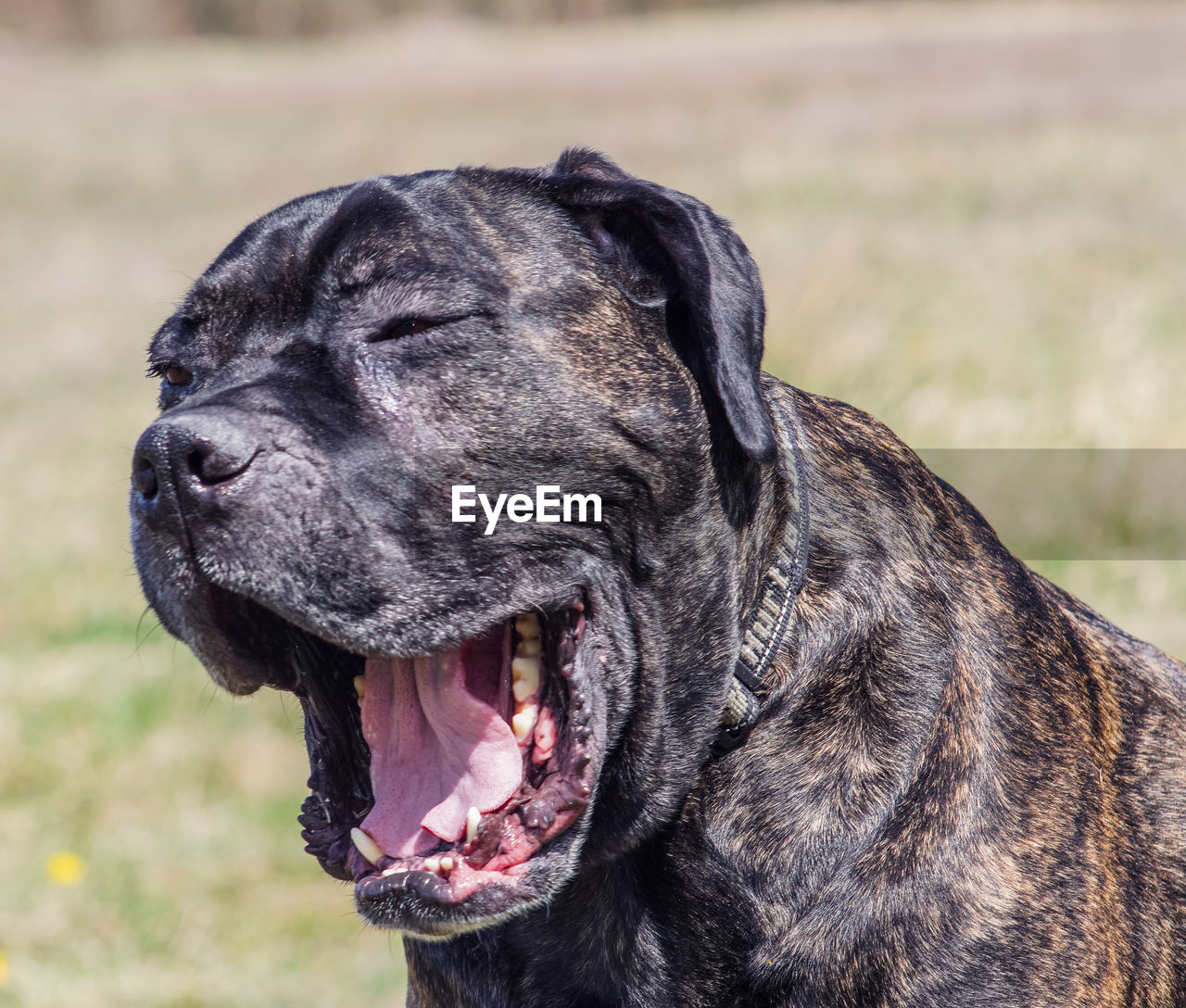 Close-up of dog yawning on field