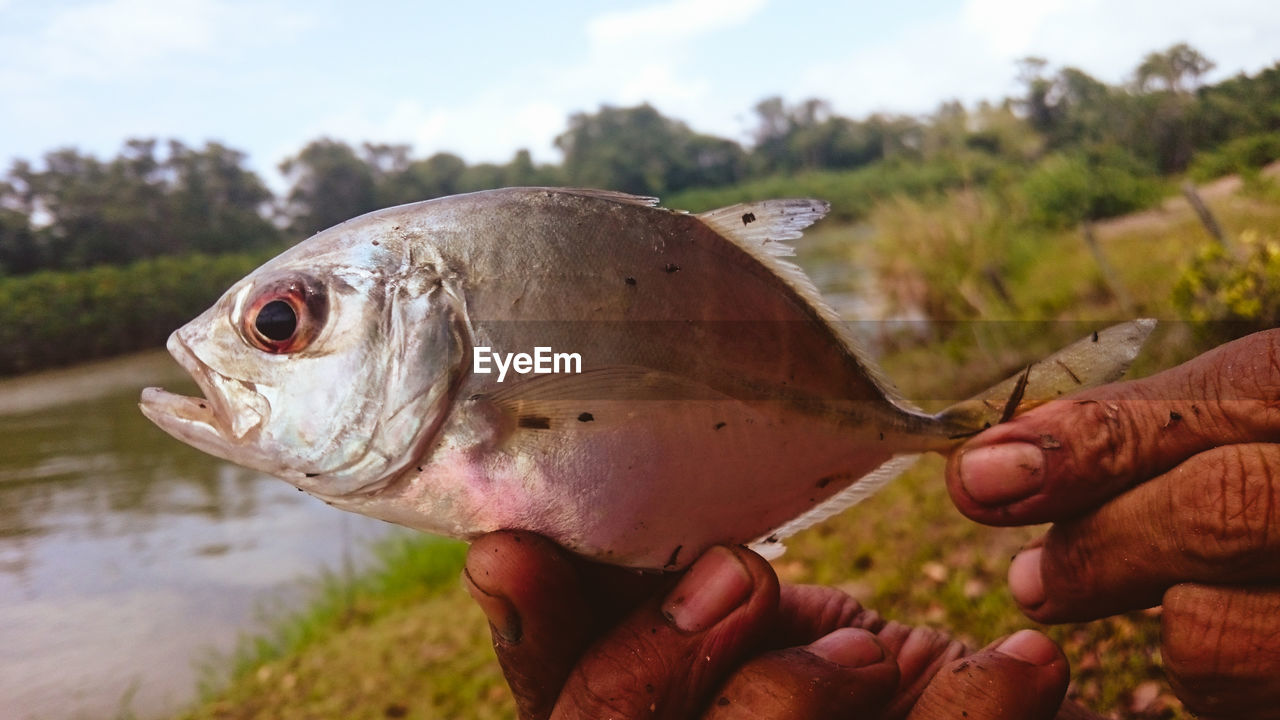 Close-up of hand holding fish by river