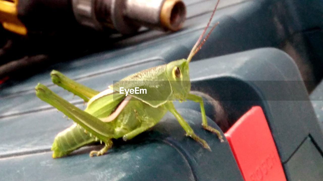 CLOSE-UP OF INSECT ON LEAF