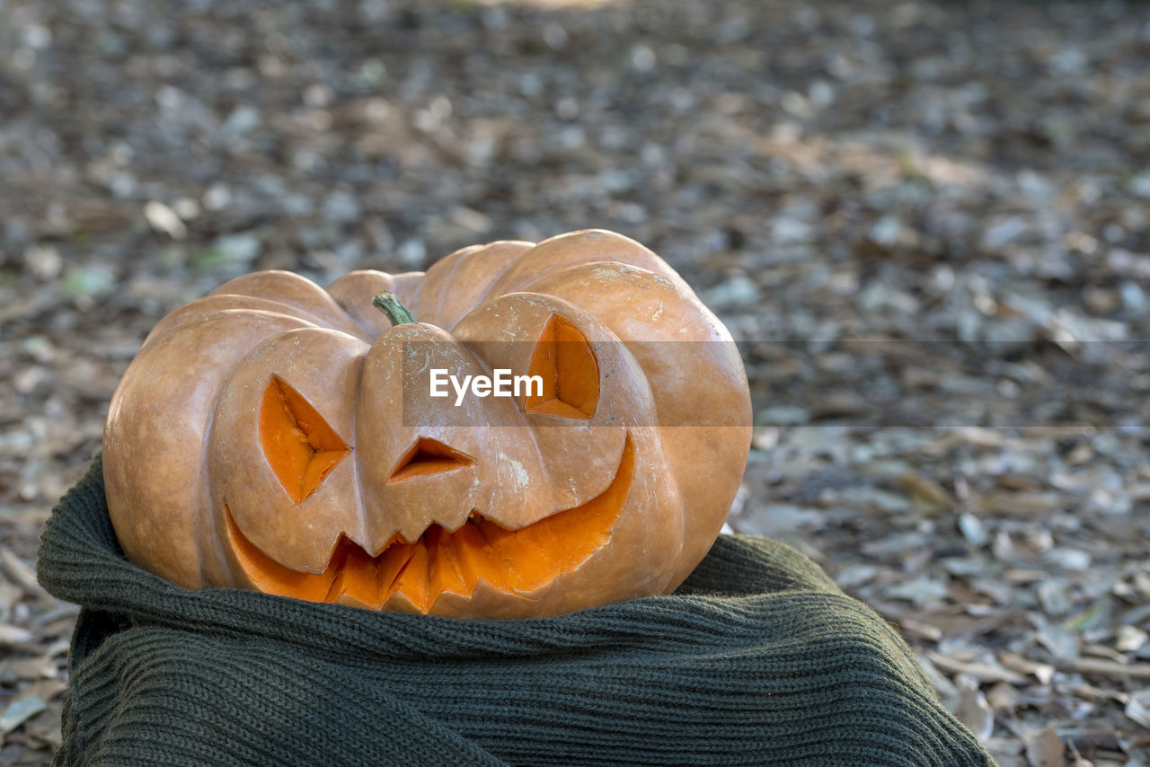 Close-up of pumpkin on halloween during autumn