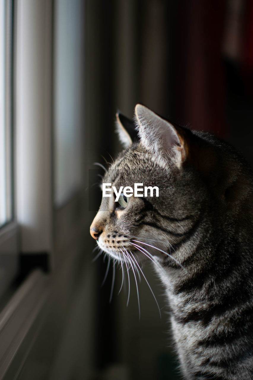 Close-up of a cat looking away