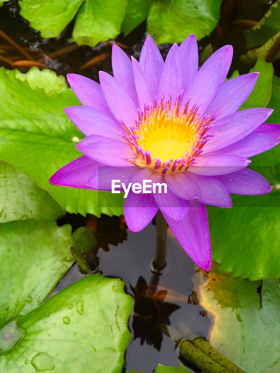 Close-up of lotus water lily growing in pond