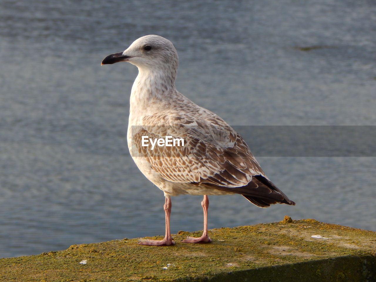 Seagull perching on retaining wall against sea