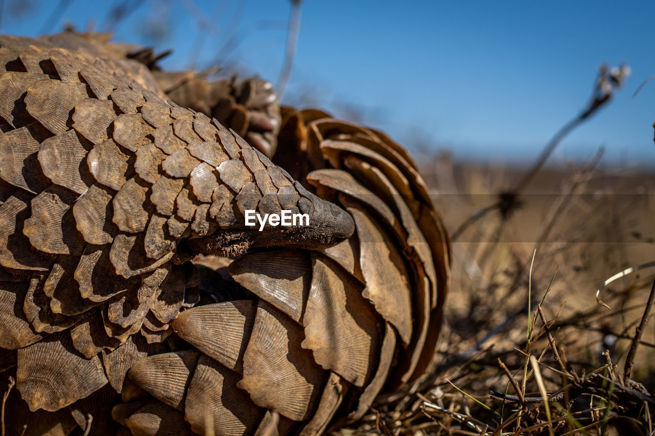 CLOSE-UP OF DRIED LEAF ON LAND