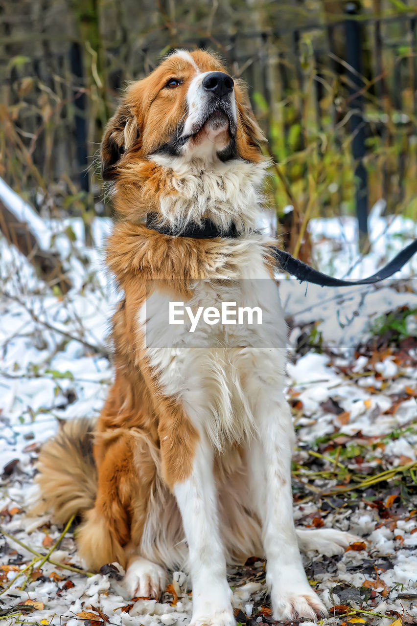 DOG LOOKING AWAY ON A FIELD