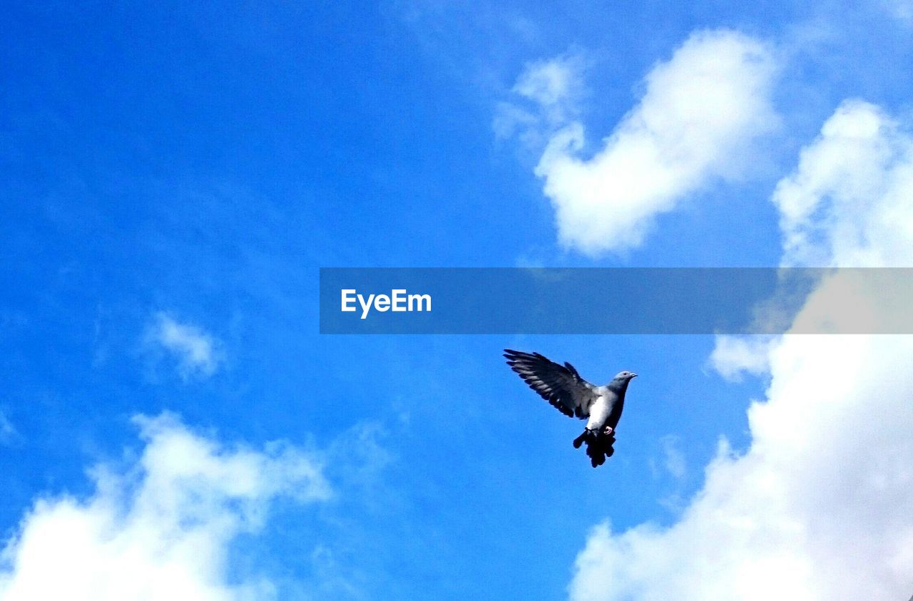 Low angle view of pigeon in mid-air against cloudy sky
