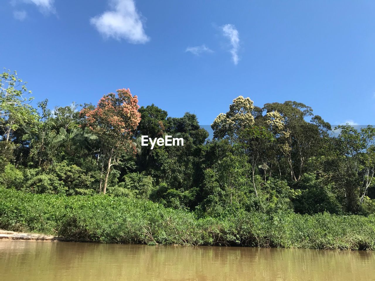 SCENIC VIEW OF TREES AGAINST SKY