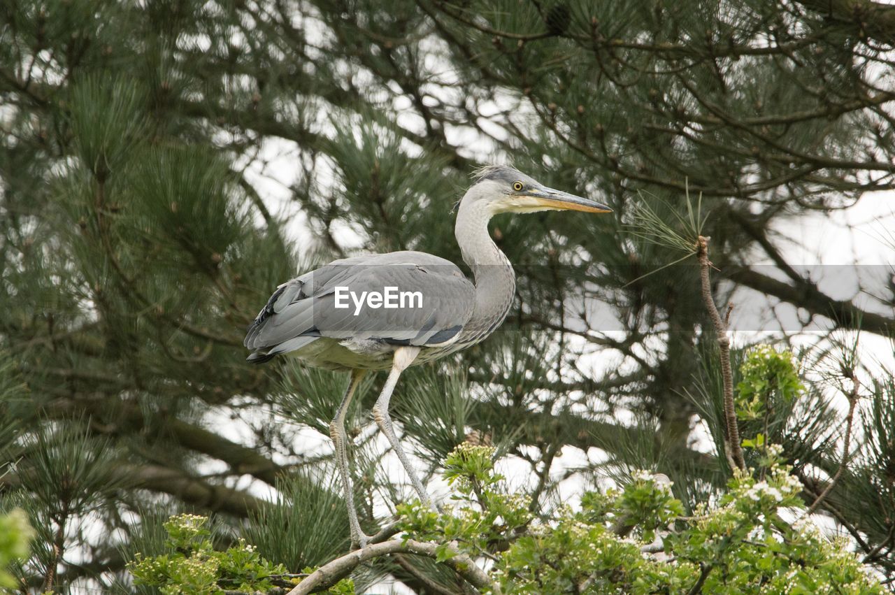 animal themes, bird, animal wildlife, animal, wildlife, tree, plant, one animal, branch, heron, nature, beak, perching, no people, water bird, low angle view, day, white, outdoors, beauty in nature