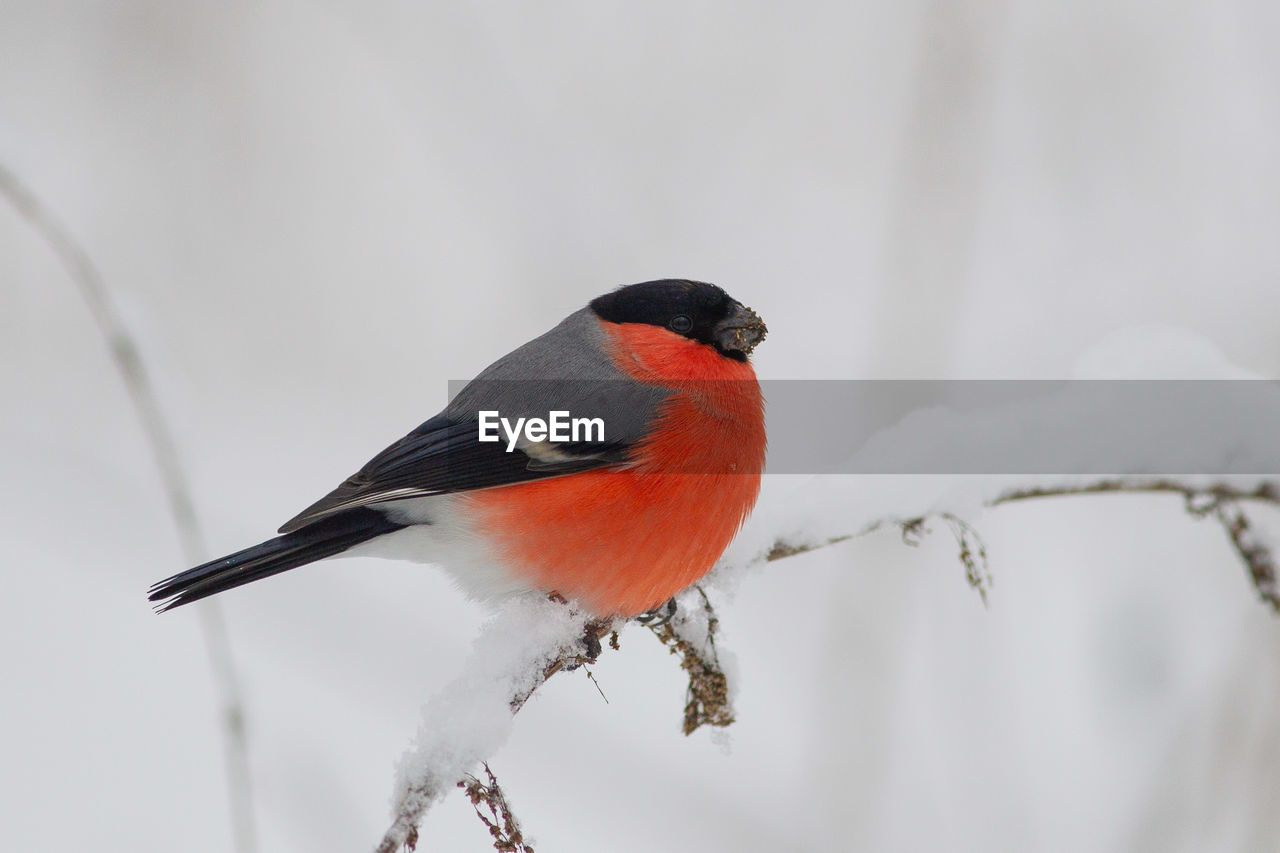 CLOSE-UP OF A BIRD PERCHING ON SNOW COVERED WITH FROST