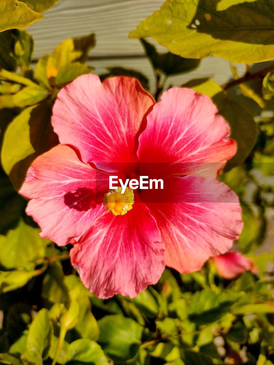 Close-up of pink hibiscus
