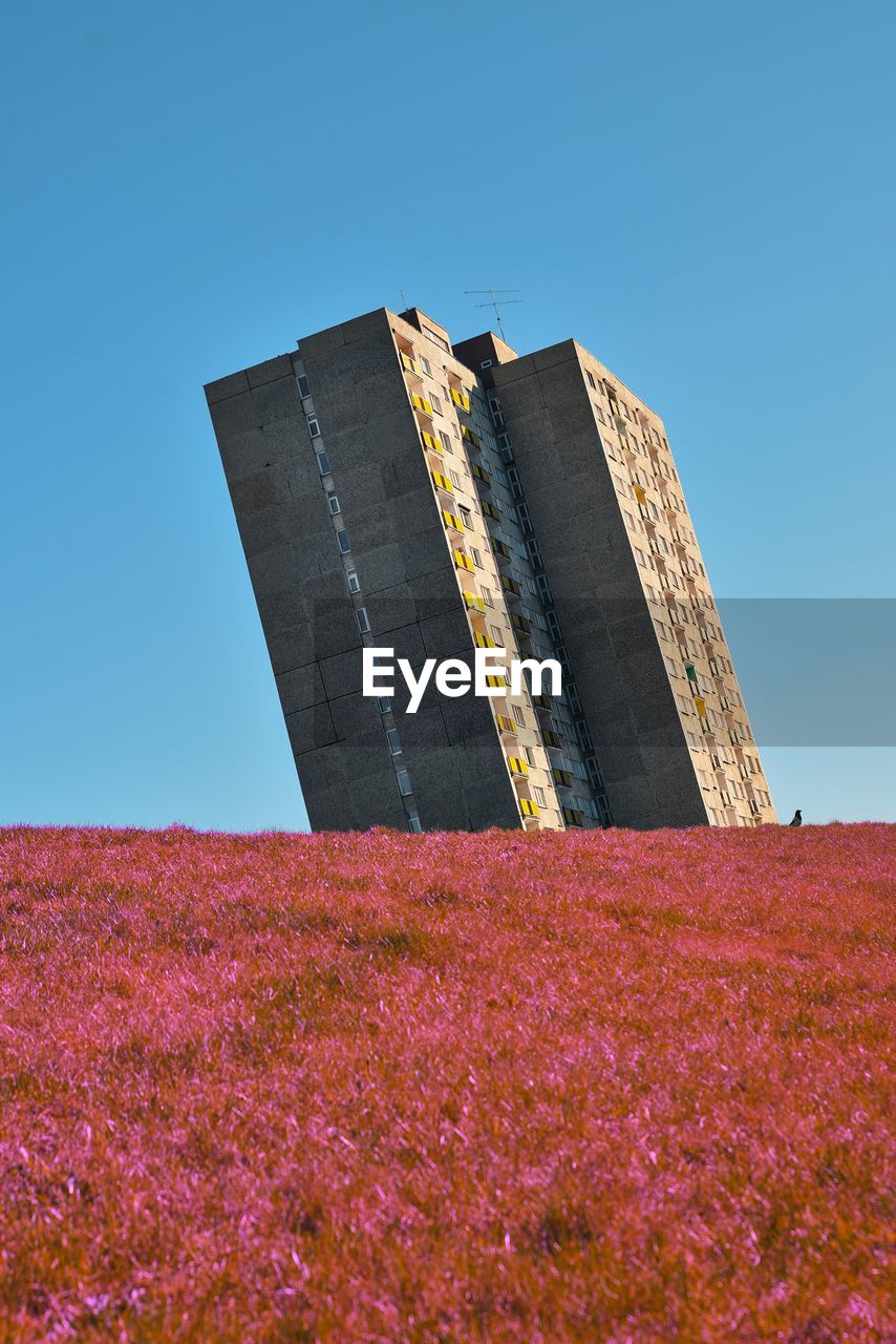 Angled concrete block of flats behind purple field