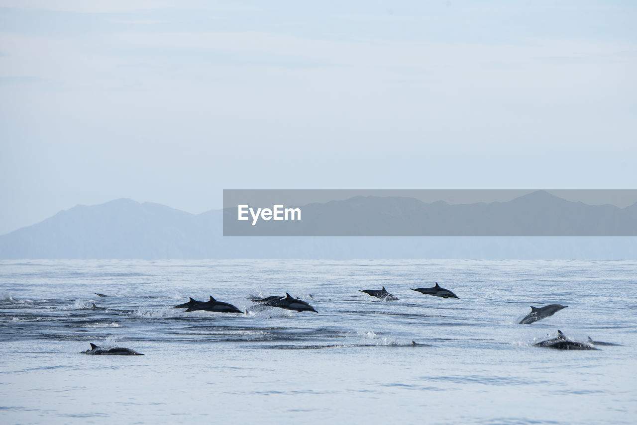 A group of common dolphins jumping near espíritu santo island.