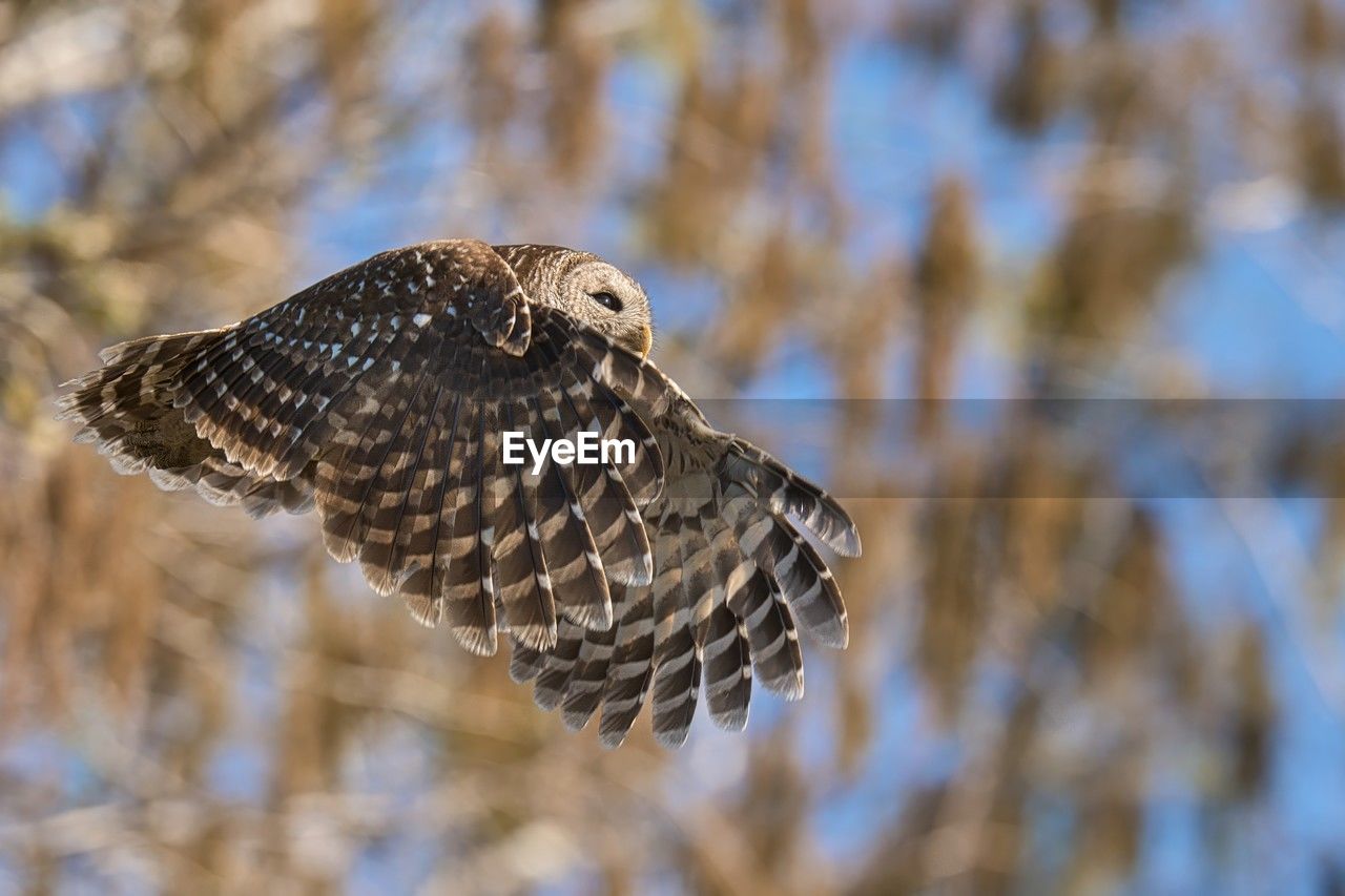 animal themes, animal wildlife, bird, animal, wildlife, one animal, bird of prey, hawk, nature, close-up, flying, beak, no people, owl, wing, animal body part, outdoors, focus on foreground, branch, buzzard, spread wings, day, falcon, tree