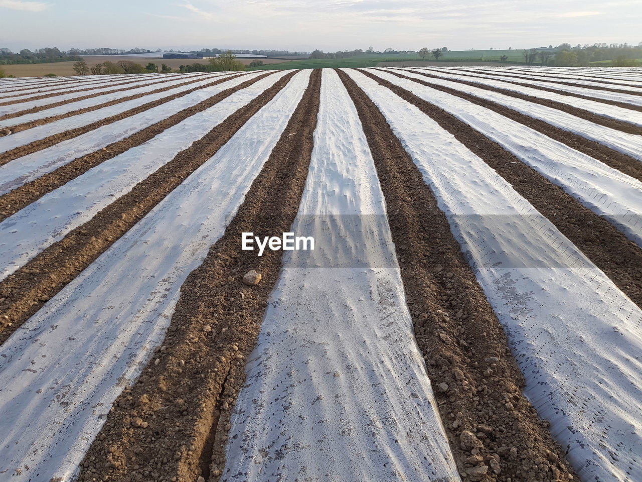 Maize sown under plastic sheets to promote early growth