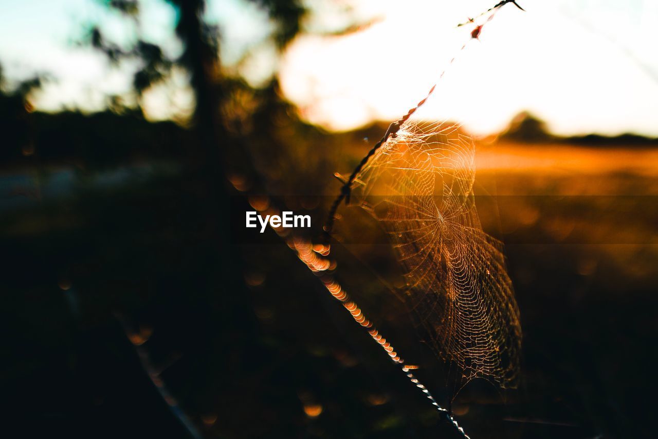 CLOSE-UP OF SPIDER IN WEB