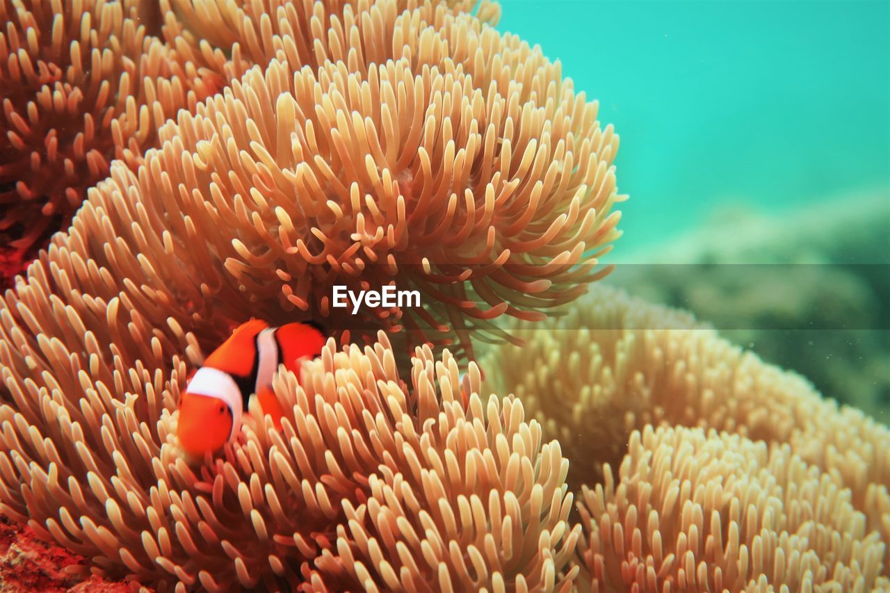 Nemo fish whose life is always between the anemones