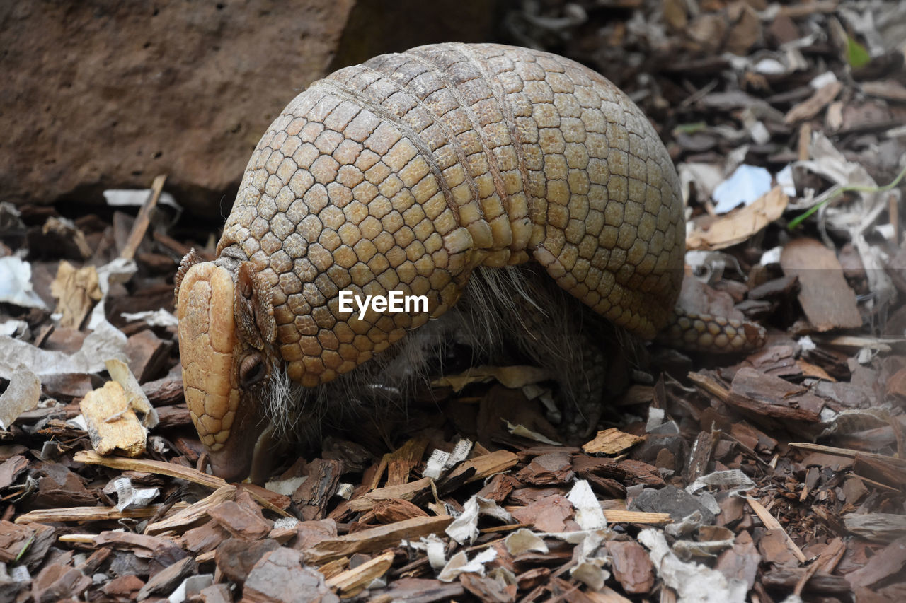 Up close look at an armored armadillo looking very cute on a summer day.