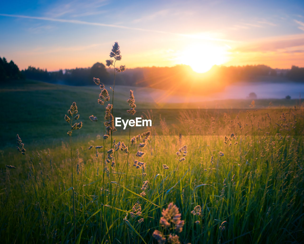 nature, sky, plant, landscape, environment, morning, sunlight, beauty in nature, land, field, sun, horizon, grass, scenics - nature, sunrise, tranquility, cloud, tranquil scene, dawn, twilight, rural scene, sunbeam, grassland, summer, natural environment, idyllic, meadow, tree, plain, no people, non-urban scene, lens flare, growth, back lit, flower, wildflower, outdoors, freshness, prairie, flowering plant, multi colored, forest, agriculture, green, hill, water, blue, light - natural phenomenon, fog, leaf, dramatic sky, vibrant color, rural area, horizon over land, springtime, light, yellow, social issues, travel, urban skyline, environmental conservation, gold, crop, atmospheric mood, travel destinations, backgrounds, orange color, glowing, reflection, silhouette