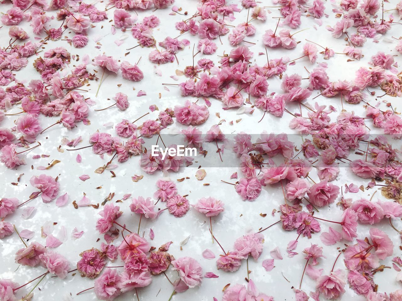 Full frame shot of pink flowers on snow