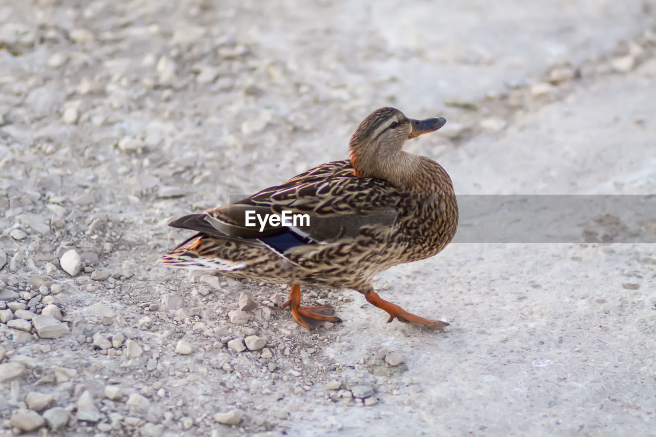 high angle view of bird perching on rock