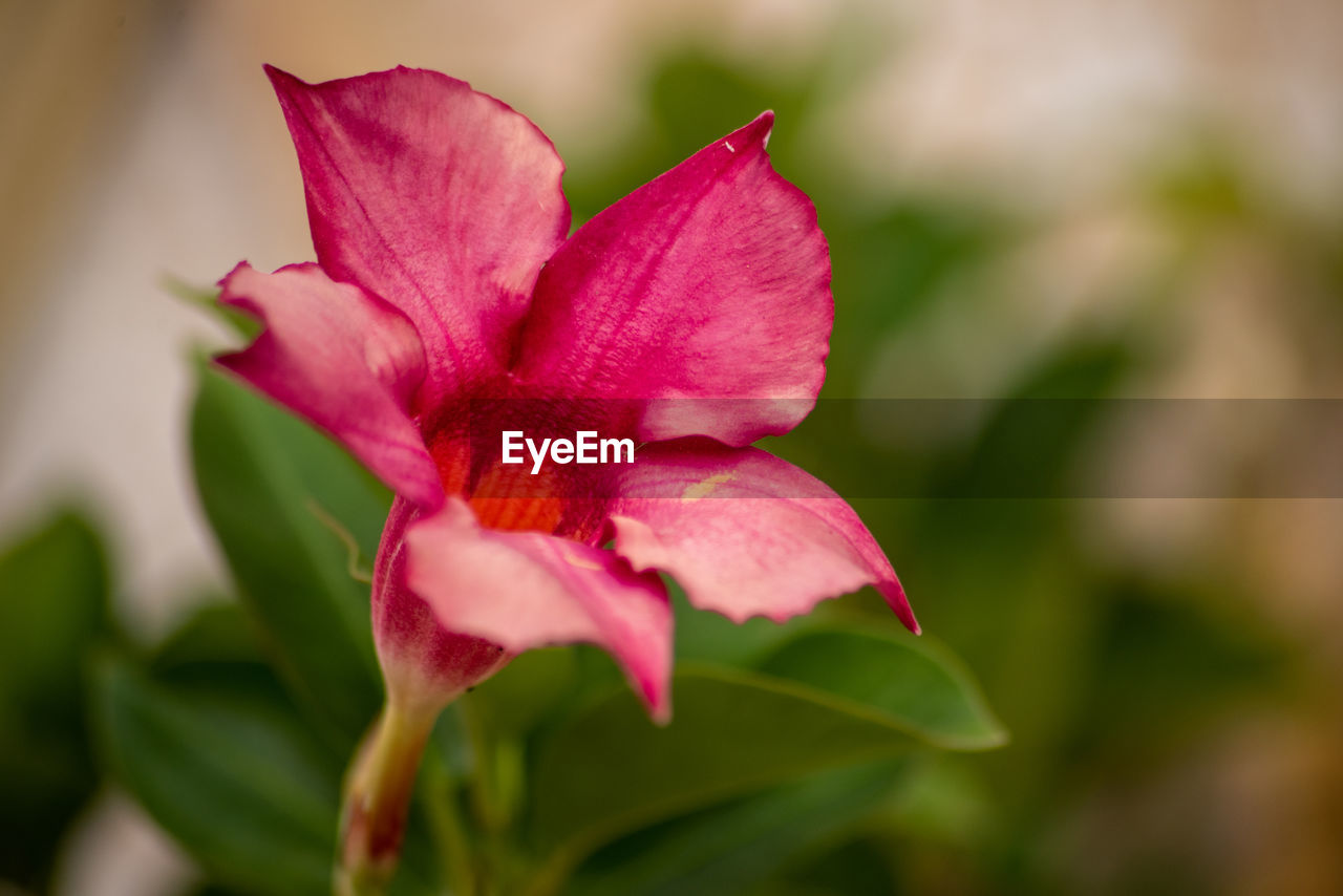 Close-up of pink rose flower