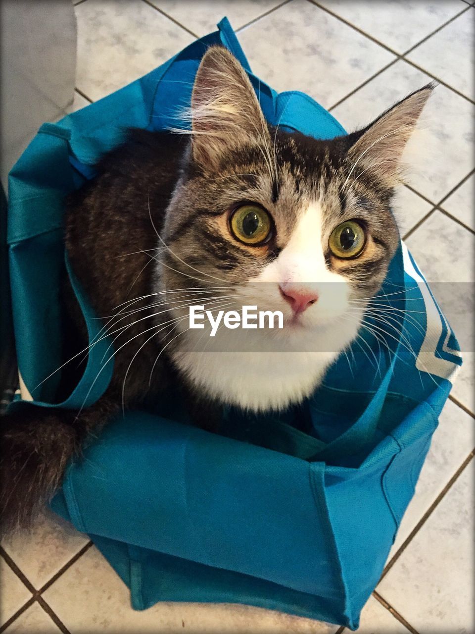 High angle view of cat in bag