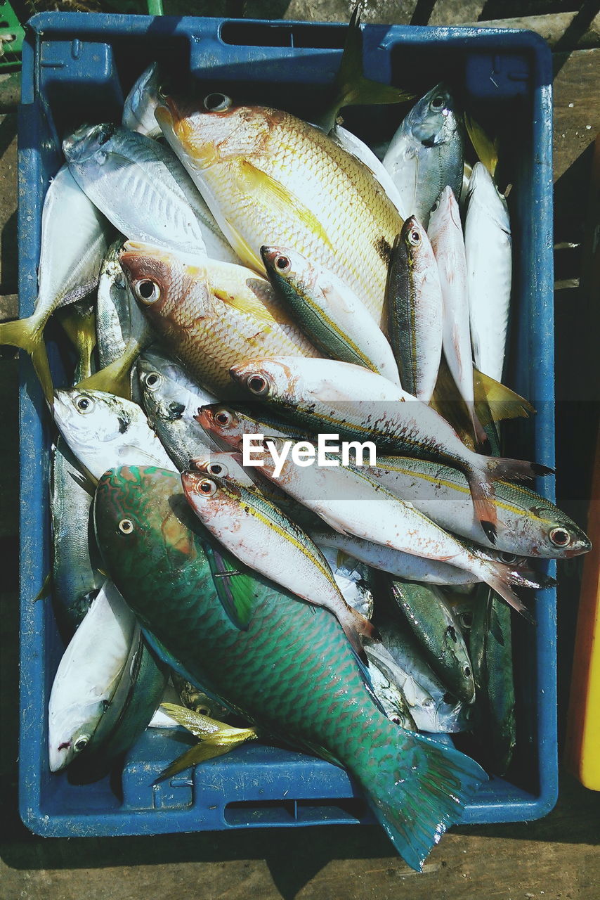 High angle view of dead fishes in crate at market for sale